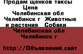 Продам щенков таксы. › Цена ­ 2 500 - Челябинская обл., Челябинск г. Животные и растения » Собаки   . Челябинская обл.,Челябинск г.